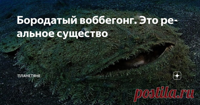 Бородатый воббегонг. Это реальное существо Статья автора «Планетяне» в Дзене ✍: Привет, мои дорогие любители необычной земной фауны. Сегодня мы поговорим о воббегонге.