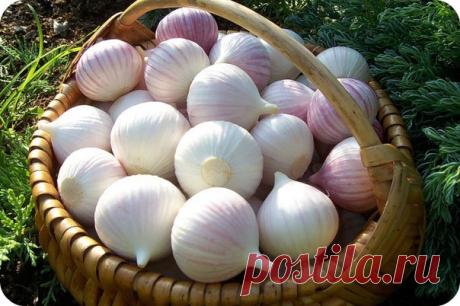 Cекреты по уборке чеснока 

При выращивании чеснока очень важно своевременно убрать луковицы. Если со сроком уборки чеснока припоздниться, то луковицы растрескиваются и рассыпаются на отдельные зубки, а это – потеря урожая. Да и хранится переросший чеснок значительно хуже. 

У стрелкующихся видов чеснока выламывают не все стрелки, несколько 
стрелок (5-6 шт) оставляют. Делается это с целью определения срока 
уборки чеснока. Тот факт, что стрелка распрямилась и наружная обо...