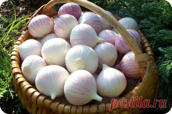 Cекреты по уборке чеснока 

При выращивании чеснока очень важно своевременно убрать луковицы. Если со сроком уборки чеснока припоздниться, то луковицы растрескиваются и рассыпаются на отдельные зубки, а это – потеря урожая. Да и хранится переросший чеснок значительно хуже. 

У стрелкующихся видов чеснока выламывают не все стрелки, несколько 
стрелок (5-6 шт) оставляют. Делается это с целью определения срока 
уборки чеснока. Тот факт, что стрелка распрямилась и наружная обо...