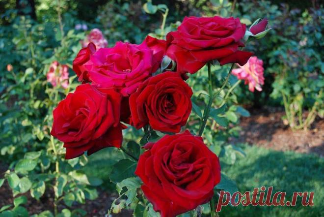 Нац.Парк в Портланде. США - 50 фото. Фотографии Peter Ovsyannikov.