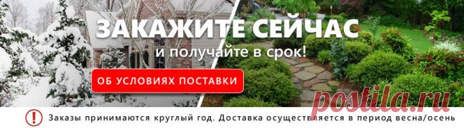 Купить саженцы цветов, хвойных растений, семена в Беларуси.