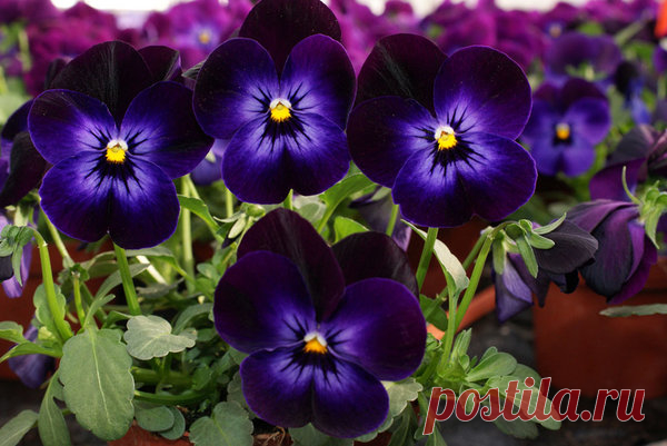 Какие красивоцветущие низкорослые многолетники посадить в саду? | САД | Яндекс Дзен