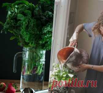 Главные тренды: мода на садоводство или сад в экологически чистой кухне. Тренд 