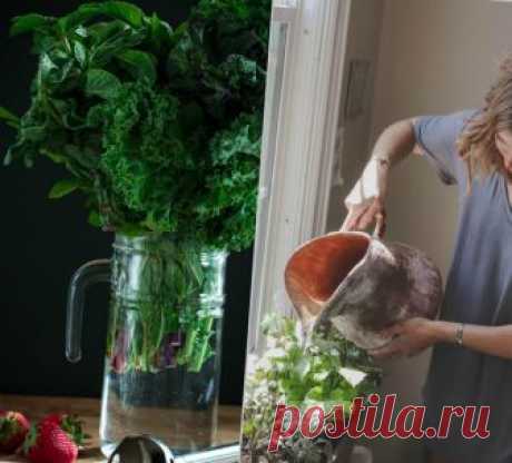Главные тренды: мода на садоводство или сад в экологически чистой кухне. Тренд "Indoorgardening" | BEAUTY MIX - МИКСУЙ КРАСИВО! | Яндекс Дзен