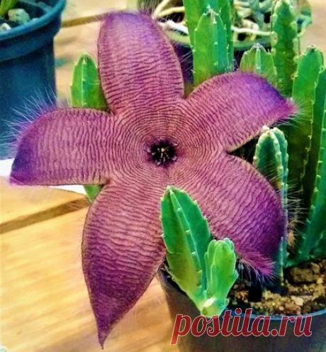 Flor Estrela - Adulta - Suculenta - Jardim Exótico - O maior portal de mudas do Brasil.