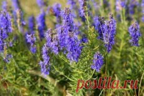 Иссоп: неприхотливый заменитель лаванды