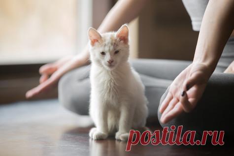 5 «кошачьих» советов для красоты и здоровья | Чтобы постичь секрет кошачьей привлекательности, берите пример с пушистых красавиц в деле естественного расслабления и уютного сна, а несколько упражнений из курса котойоги помогут обрести неиссякаемую бодрость духа! Медитация Для того чтобы как следует отдохнуть, кошке не нужны цифровые гаджеты и большая компания. Ей нужна только она сама — и какая-нибудь удобная для медитации поверхность. Уделите и вы немного времени своему т...