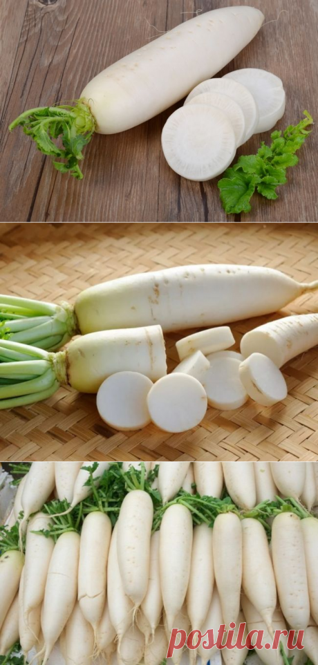 Витаминный дайкон: лучшие сорта, особенности посадки и ухода