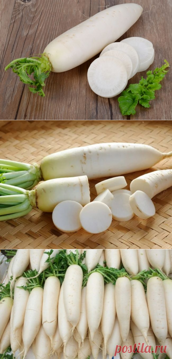 Витаминный дайкон: лучшие сорта, особенности посадки и ухода