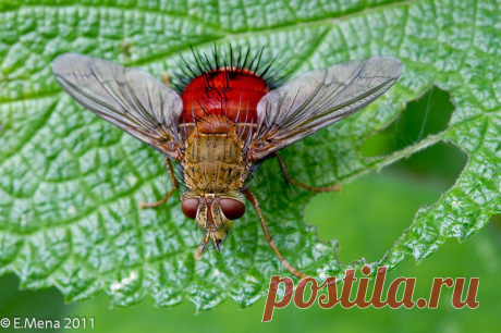 Mosca Taquínido (Adejeania vexatrix) | Flickr - Photo Sharing!