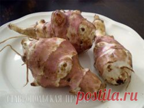 Топинамбур – перспективное растение для выработки биопродукции