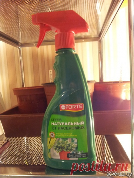 Как быстро избавиться от мошки в цветах.: Группа Комнатные растения