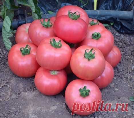 Чтобы плоды были крупнее