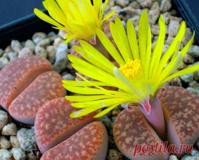 Литопс – растение, обладающее уникальными декоративными качествами