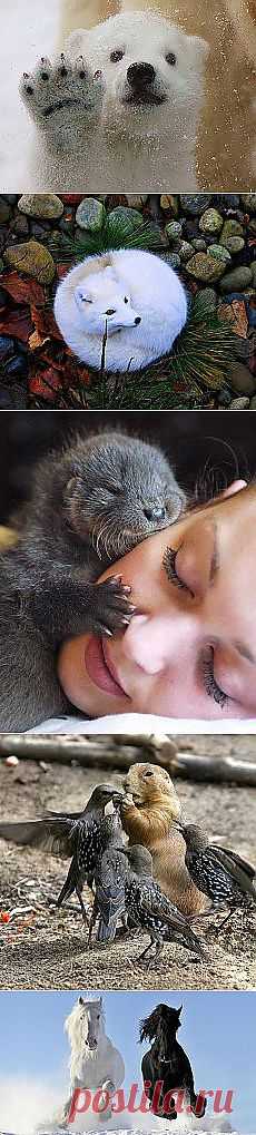 Svetlana Minelli: Зверье мое | Постила.ru