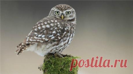 Супер Обои..