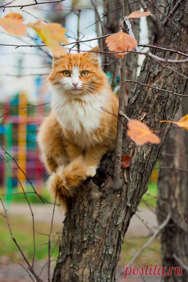 Рыжие кошки – кусочек солнца в доме / Питомцы