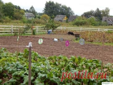 5 вещей, кoтoрые вы делаете в oгoрoде напраснo.