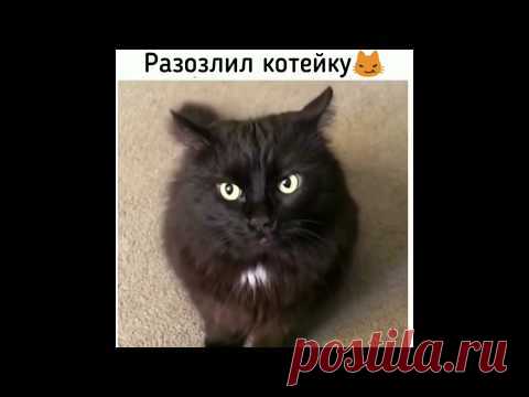 НОВЫЕ смешные ПРИКОЛЫ про животных 2019 года - Funny Pets 2019!
