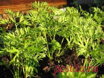 Морковная ботва – ее свойства (польза и вред); рецепты применения