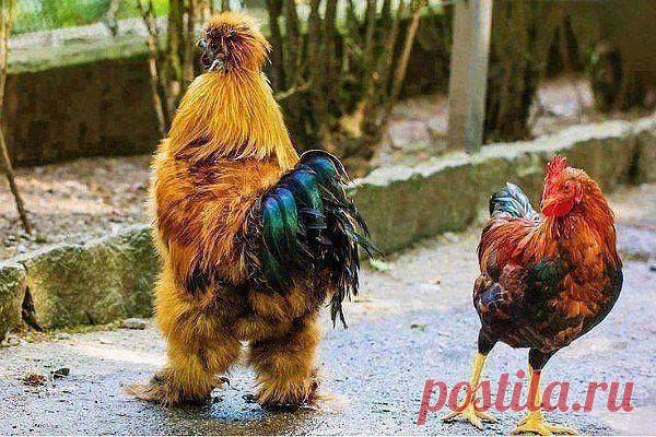 О, Боже!!! Какой  Мужчина!!!