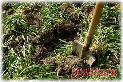 Когда сеять и когда закапывать сидераты по правилам агрономии?