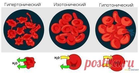 Осмотическое давление — избыточное гидростатическое давление на раствор, отделённый от чистого растворителя полупроницаемой мембраной, при котором прекращается диффузия растворителя через мембрану (осмос).

Это давление стремится уравнять концентрации обоих растворов вследствие встречной диффузии молекул растворённого вещества и растворителя.

Раствор, имеющий более высокое осмотическое давление по сравнению с другим раствором, называется гипертоническим, имеющий более низ...