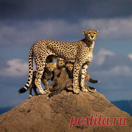 Мама — она и в Африке мама
