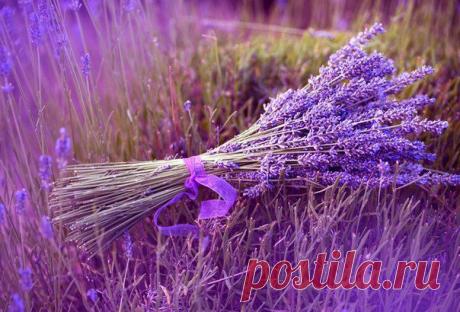 8 целебных трав для женского здоровья | Мамам, женщинам, бабушкам и очень любознательным.