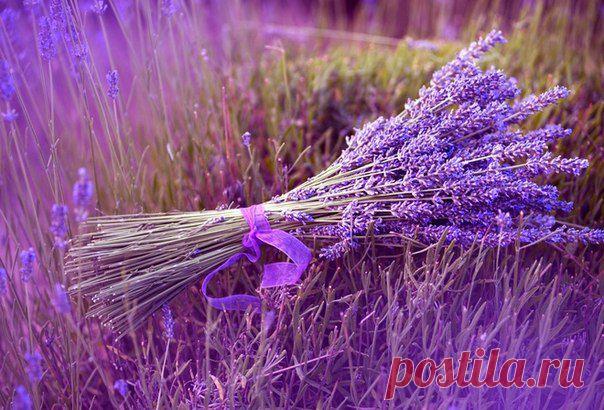 8 целебных трав для женского здоровья | Мамам, женщинам, бабушкам и очень любознательным.