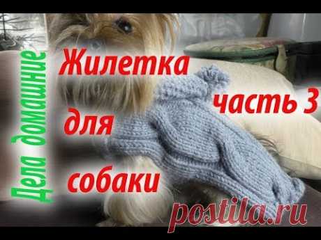 Жилетка для собаки.Как связать жилетку для собаки своими руками.Часть 3.