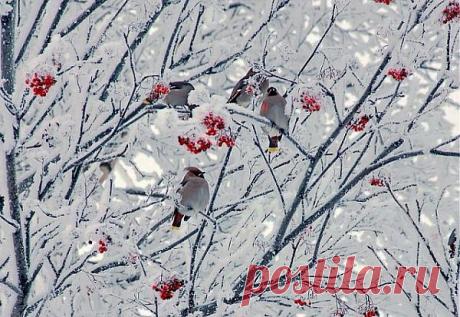 Красота зимнего леса. Хотя зимой нет такого разноцветья, как в другие сезоны года, но она также имеет свое очарование, на которое мы смотрим с восхищением