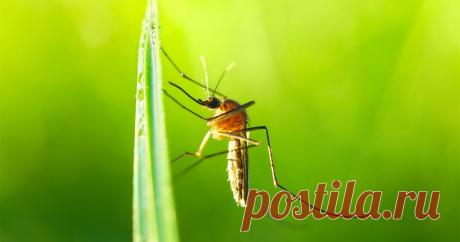 Как избавиться от комаров на участке и дома? — Ботаничка
