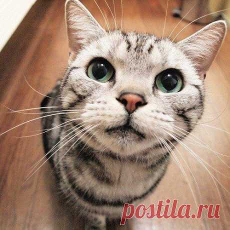 Как отучить кота гадить в доме | Моя семья и дом