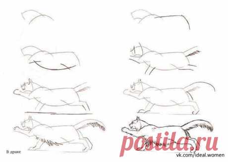 коты