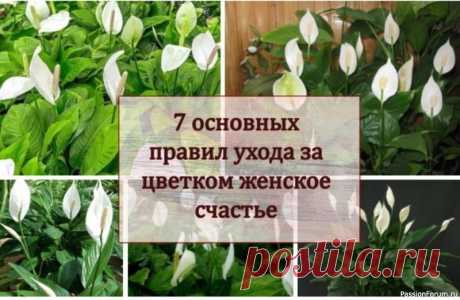 Спатифиллум. 7 основных правил ухода за цветком "Женское счастье" Спатифиллум из семейства Araceae происходит из тропических регионов Южной Америки (Колумбии и Венесуэлы), где растет в тени больших деревьев. Зная правила ухода за цветком “женское счастье”, можно вырастить экзотическое растение и в домашних условиях.Как ухаживать за цветкомРастения...