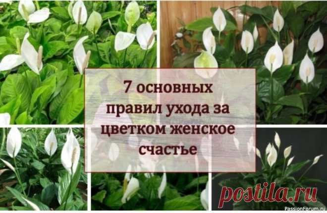 Спатифиллум. 7 основных правил ухода за цветком 