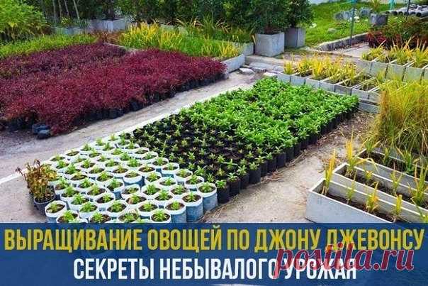 Выращивание овощей по Джону Джевонсу – небывалый урожай