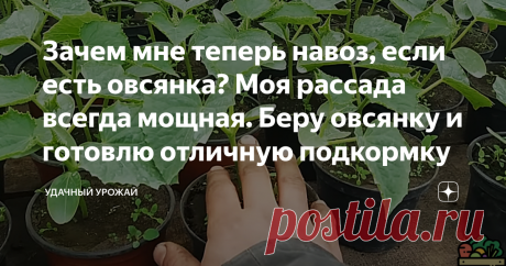 Зачем мне теперь навоз, если есть овсянка? Моя рассада всегда мощная. Беру овсянку и готовлю отличную подкормку Статья автора «Удачный урожай» в Дзене ✍: Любой ребенок с детства знает, что овсяная каша очень полезна для всего организма. Именно она отдает заряд энергии и силы.