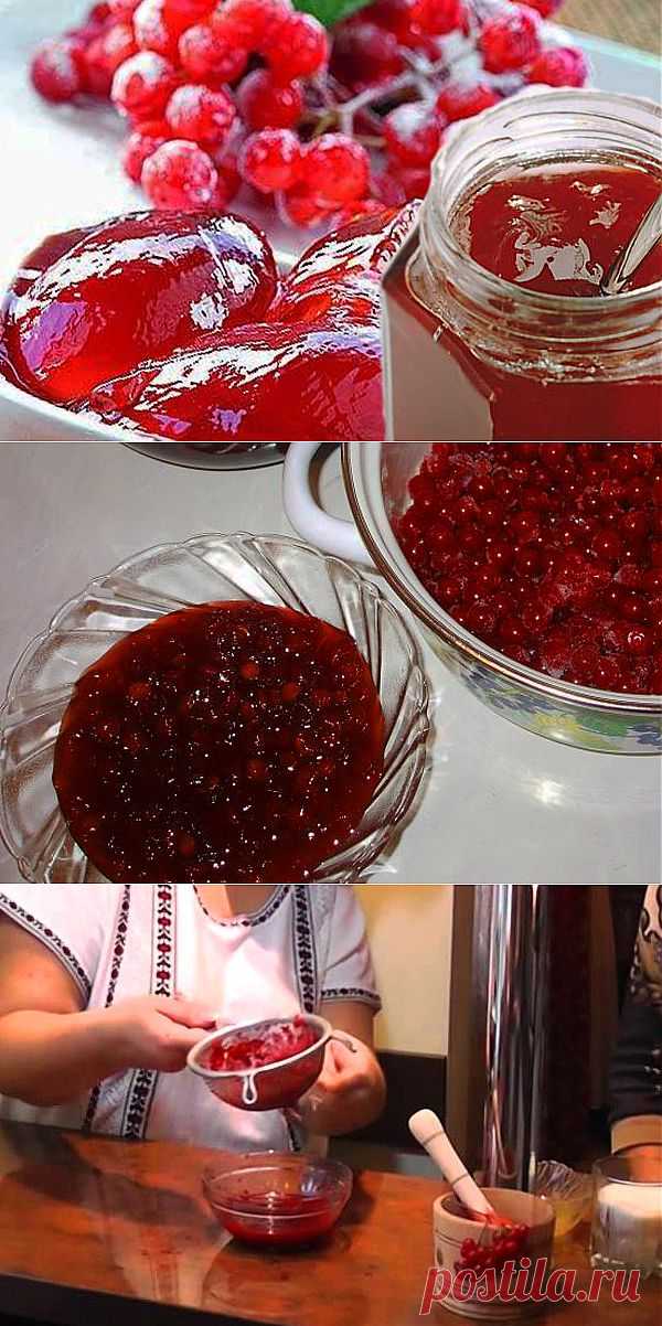 Рецепт приготовления желе из калины красной: сырое, вареное и с медом