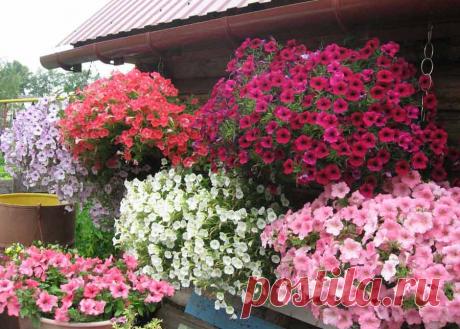 Красивые сорта петуний: фото и название самых красивых сортов петунии