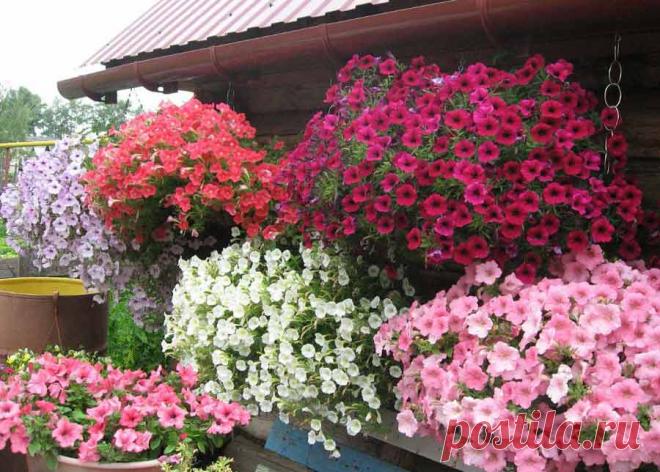 Красивые сорта петуний: фото и название самых красивых сортов петунии