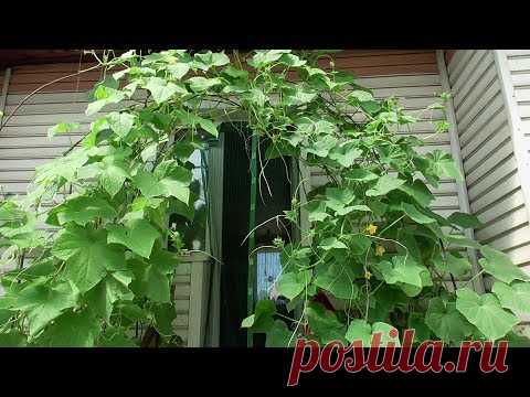 ОГУРЕЧНАЯ АРКА - РЕКОМЕНДУЮ! Ольга Чернова.