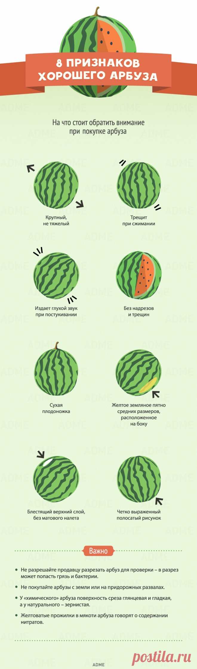 8 признаков хорошего арбуза