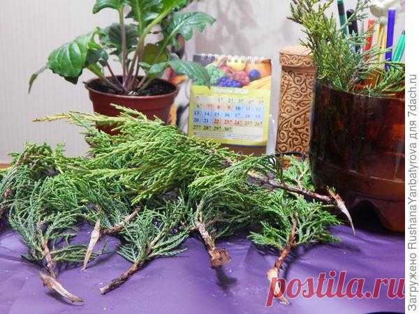 Как укоренить черенки можжевельника казацкого? - ответы экспертов 7dach.ru