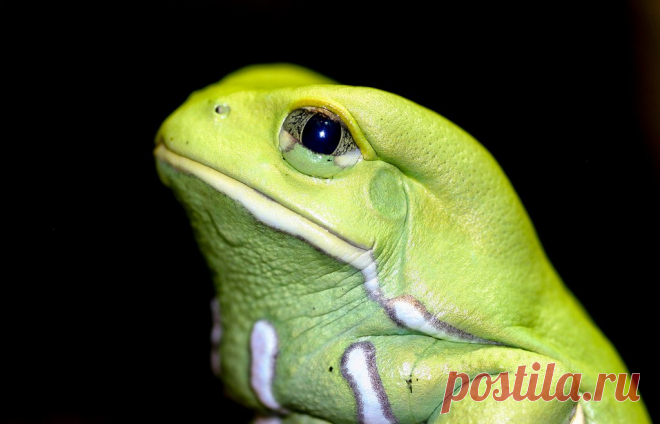 Чакская филломедуза / Waxy Monkey Frog / Phyllomedusa sauvagii
© Brian Gratwicke, Panama Amphibian Rescue and Conservation Project