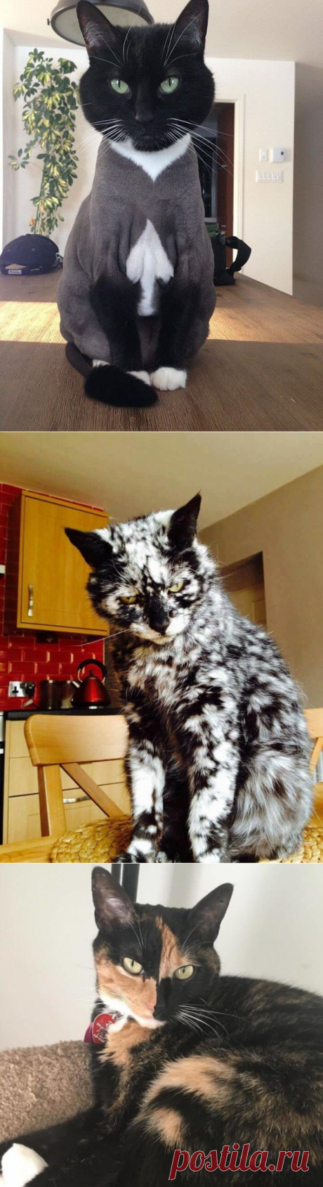 Кошки с необычным окрасом шерсти | MANSDEN - интернет журнал