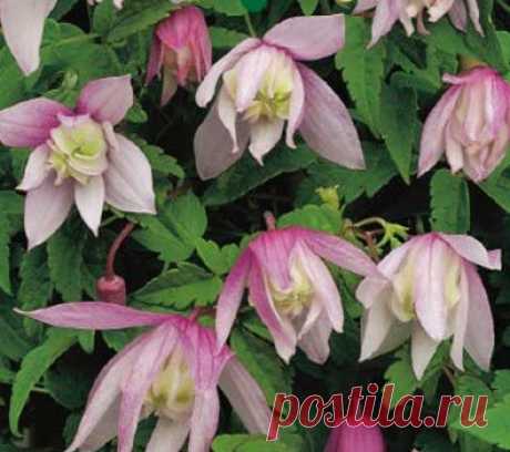 Клематис Atragene, или княжик альпийский (сорт 'Pink Flamingo')