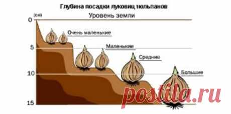 Побег луковиц - Садоводка