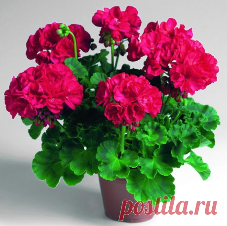 (2) Одноклассники